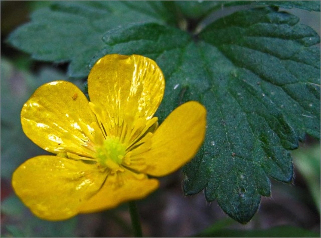 sm 3019 Creeping Buttercup.jpg - Creeping Buttercup (Ranunculus repens): Originally from Eurasia this Buttercup has stems that creep  along on the moist earth.